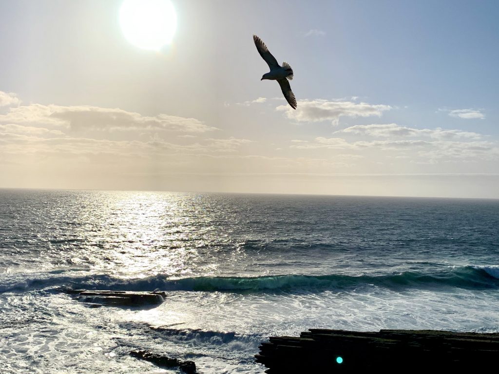 sea with bird